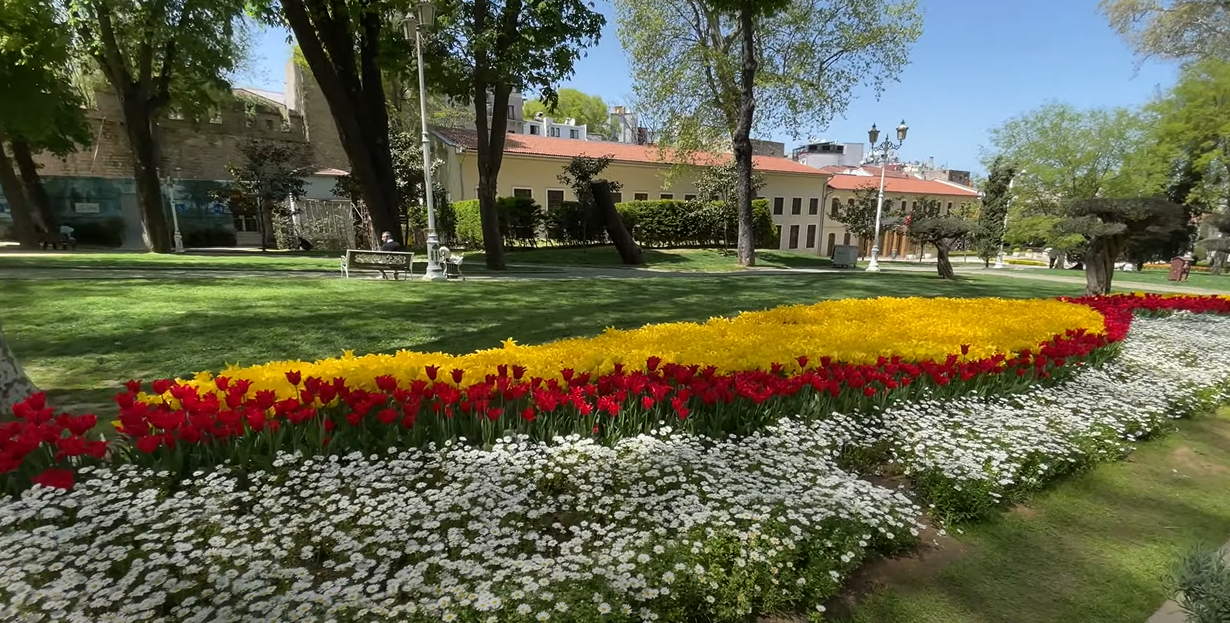 fleur de tulipe à Istanbul