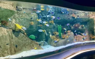 Aquarium Florya d’Istanbul : aventure marine magique pour tous
