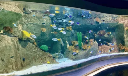 Aquarium Florya d’Istanbul : aventure marine magique pour tous