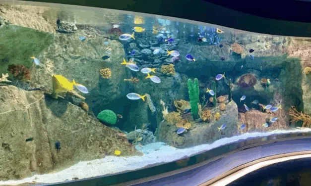 Aquarium Florya d’Istanbul : aventure marine magique pour tous