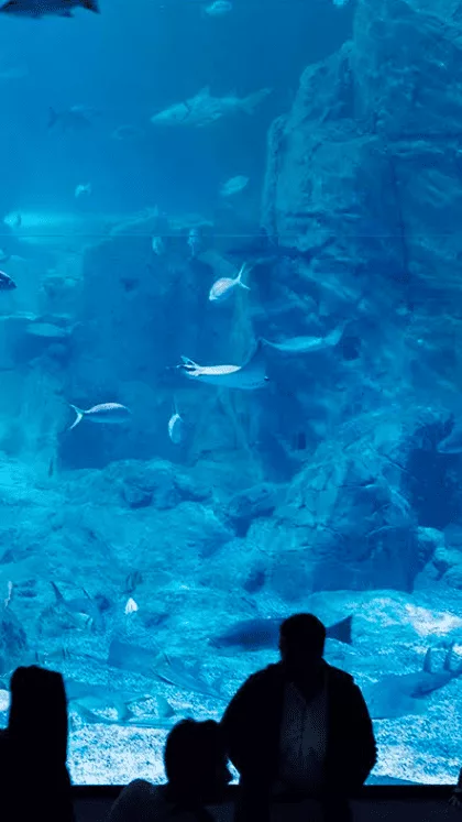 Aquarium d’Istanbul à Florya