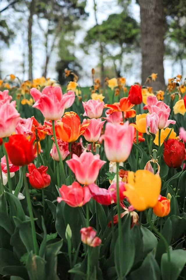 Parc Emirgan Festival de la tulipe