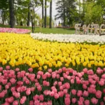 Visiter Emirgan Korusu Istanbul : un lieu magique entre tulipes, histoire et vue sur le Bosphore