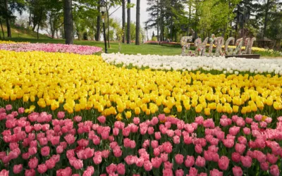 Visiter Emirgan Korusu Istanbul : un lieu magique entre tulipes, histoire et vue sur le Bosphore