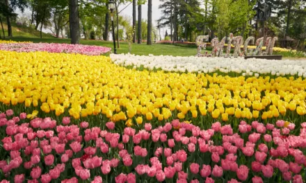 Visiter Emirgan Korusu Istanbul : un lieu magique entre tulipes, histoire et vue sur le Bosphore